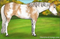 Horse Color:White Spotted Silver Buckskin Sabino Rabicano