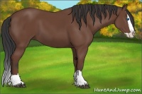 Horse Color:Bay Splash 