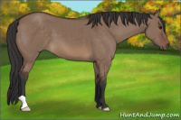 Horse Color:Brown Dun