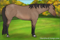 Horse Color:Bay Dun 