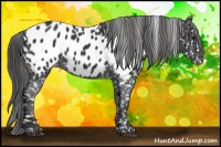 Horse Color:Black Appaloosa 