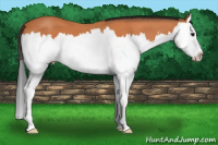 Horse Color:Bay Roan Splash