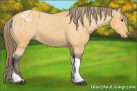 Horse Color:Buckskin Tobiano Blanket 