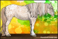 Horse Color:Gold Champagne Appaloosa 