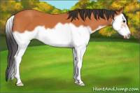 Horse Color:Bay Splash Frame