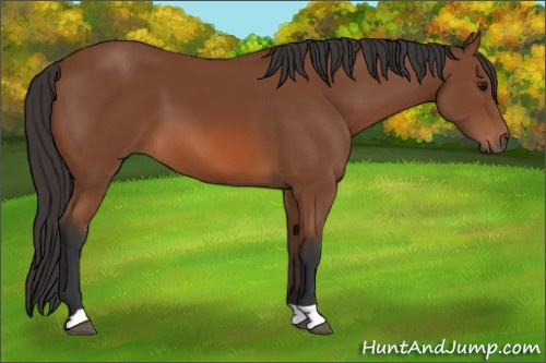 Horse Color: Bay 