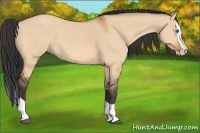 Horse Color:Bay Dun Splash 