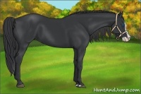 Horse Color:Black Splash 