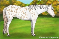Horse Color:Red Dun Appaloosa 