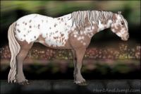 Horse Color:Silver Brown Ice Appaloosa 