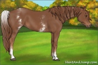 Horse Color:White Spotted Chestnut Sabino 