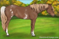 Horse Color:White Spotted Chestnut Sabino 