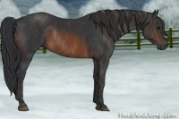 Horse Color:Brown Rabicano  Brindle
