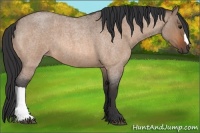 Horse Color:Bay Roan Dun 