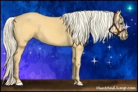 Horse Color:Palomino 