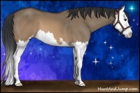 Horse Color:Brown Dun Sabino Splash 