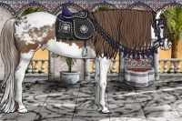 Horse Color:Buckskin Splash Snowcap 
