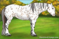 Horse Color:Bay Roan Dun Leopard 
