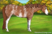 Horse Color:White Spotted Chestnut Sabino 