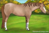 Horse Color:White Spotted Liver Chestnut Pearl 