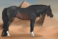 Horse Color:Brown Rabicano 