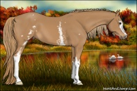 Horse Color:White Spotted Chestnut 