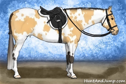 Horse Color:White Spotted Buckskin