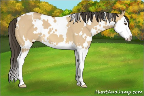 Horse Color:White Spotted Buckskin Dun Splash