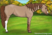 Horse Color:Red Dun 