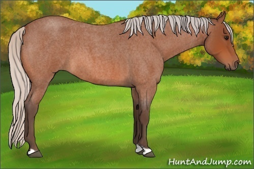 Horse Color:Silver Bay Roan 