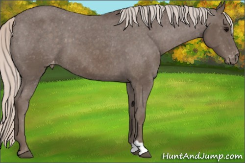 Horse Color:Silver Black Appaloosa 