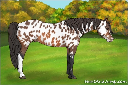 Horse Color: Bay Near Leopard 