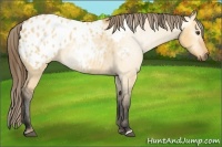 Horse Color:Gray Buckskin Dun Appaloosa 