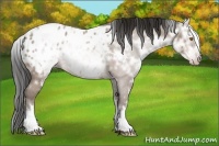 Horse Color:Gray White Spotted Sable Champagne Ice Roan Appaloosa 