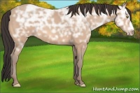 Horse Color:Amber Champagne Ice 
