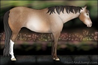 Horse Color:Gray Amber Champagne Varnish 