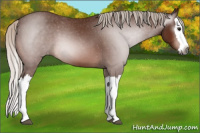 Horse Color:Gray Silver Bay Splash Appaloosa