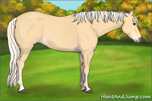 Horse Color: Unknown 