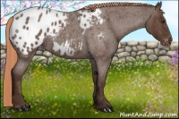 Horse Color:Liver Red Roan Appaloosa