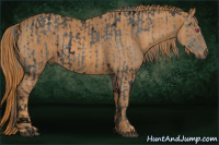 Horse Color:ERROR: UNKNOWN ANOMALY Brindle