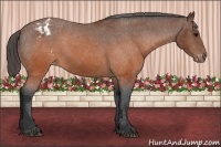 Horse Color:Brown Appaloosa 