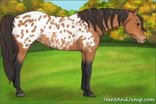 Horse Color: Bay Blanket 