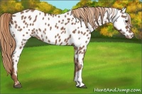 Horse Color:Chestnut Appaloosa