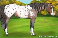 Horse Color:Bay Roan Splash Appaloosa 