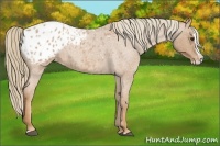Horse Color:Red Roan Splash Appaloosa 