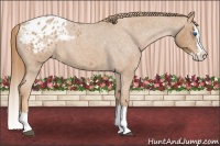 Horse Color:Red Roan Splash Appaloosa 