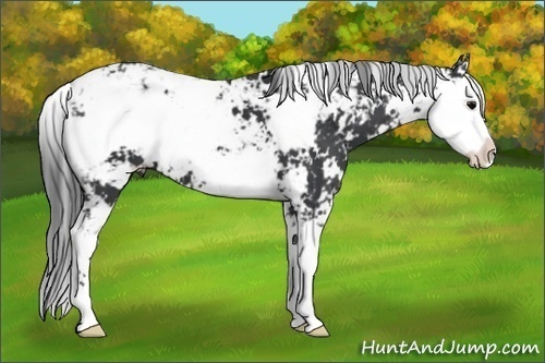 Horse Color:Black Sabino