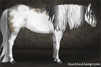 Horse Color:White Spotted Black Sabino Splash Frame 