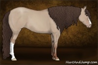 Horse Color:Classic Champagne Dun 