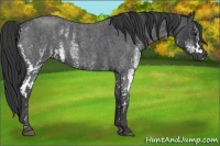 Horse Color:White Spotted Blue Roan Rabicano  Brindle